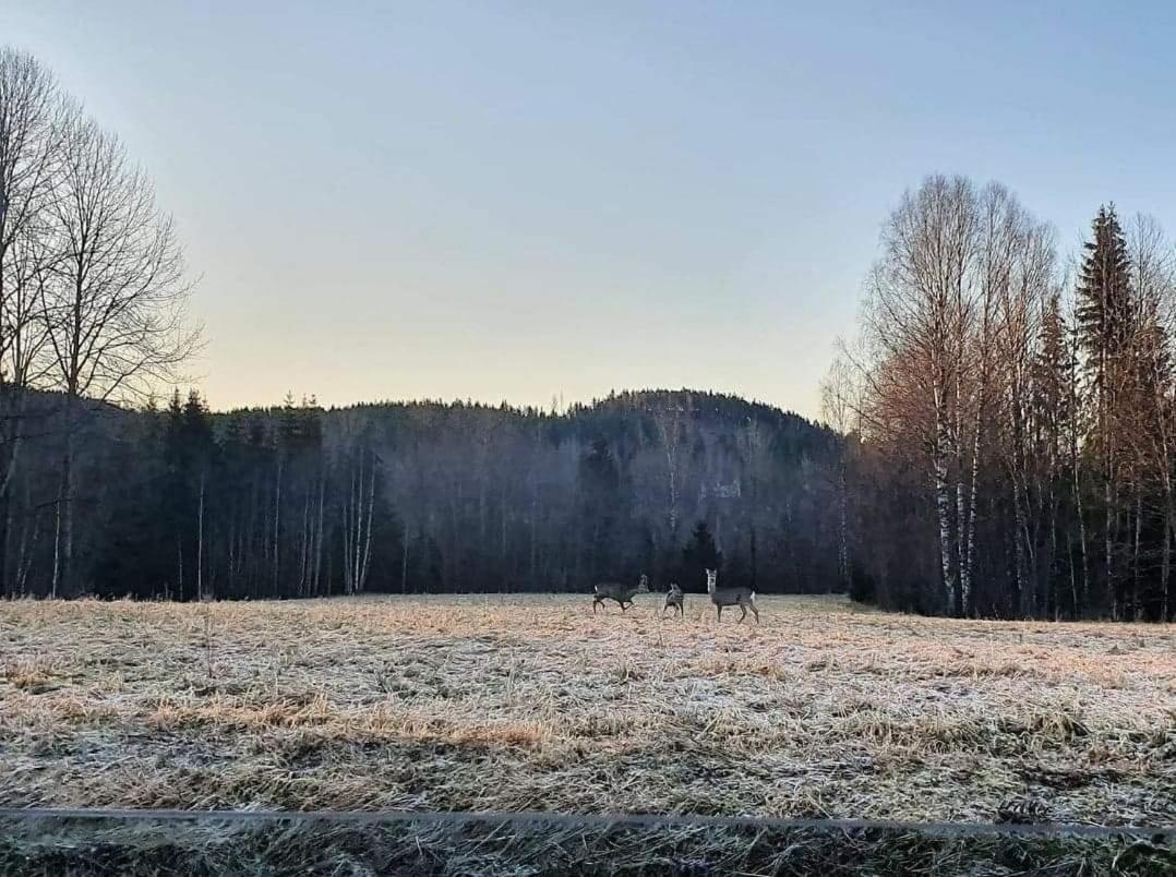 Trevlig Stuga Naera Hovfjaellet Torsby Exterior photo